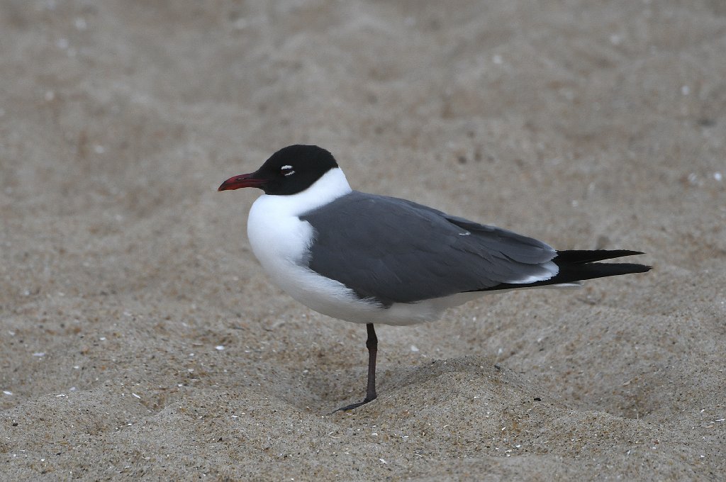 Gull, Laughing, 2018-05294937 Chincoteague NWR, VA.JPG - Laughing Gull. Chincoteague National Wildlife Refuge, VA, 5-29-2018